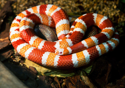 Молочная гондурасская змея Orange